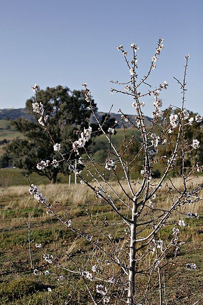 File:Almond tree.jpg