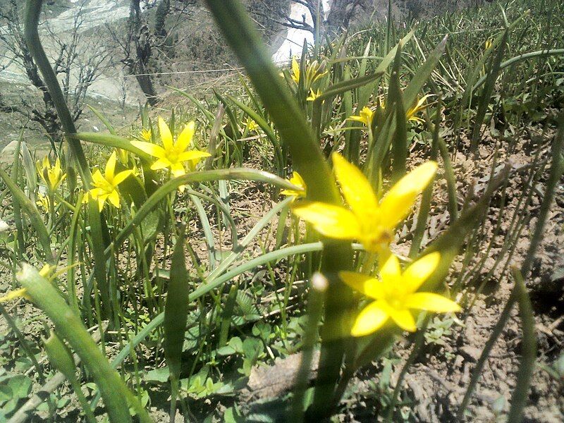 File:Alpine flowers4.jpg