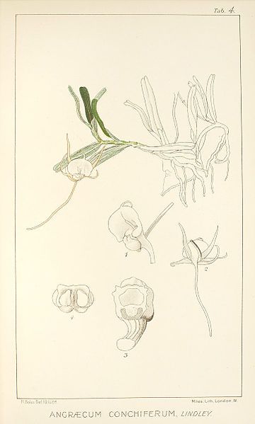 File:Angraecum conchiferum.jpg