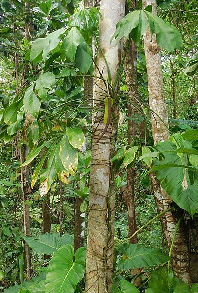 File:Anthurium palmatum (Araceae).jpg