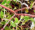 Arctostaphylos cruzensis