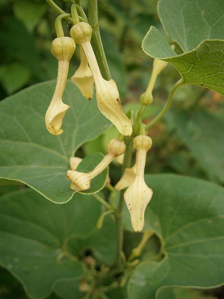 File:Aristolochia clematitis RHu.JPG