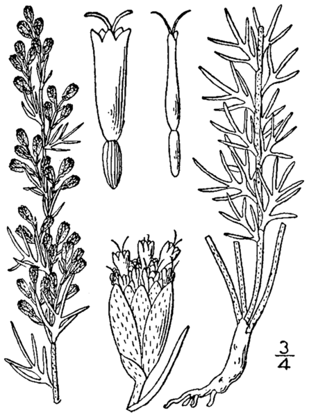 File:Artemisia carruthii BB-1913.png