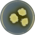 Aspergillus navahoensis growing on CYA plate