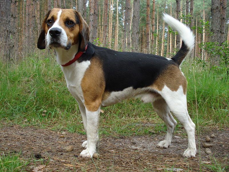 File:Beagle harrier.JPG