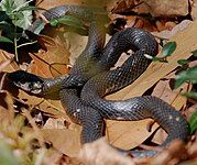 Black racers wait for prey in dry leaves and brush.