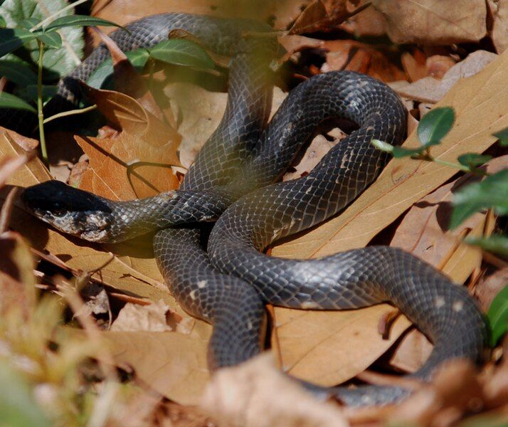 File:Blackracer.jpg