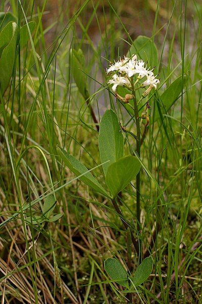 File:Bog Flower.jpg