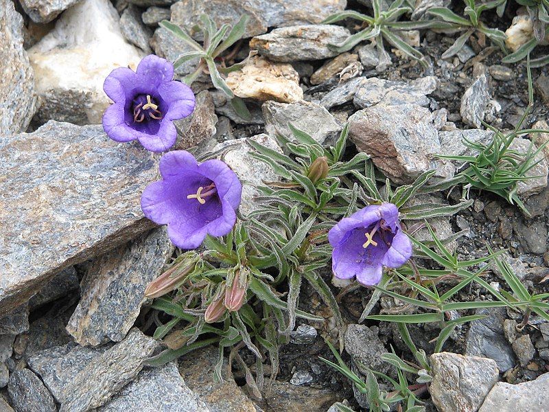 File:Campanula alpestris.jpg