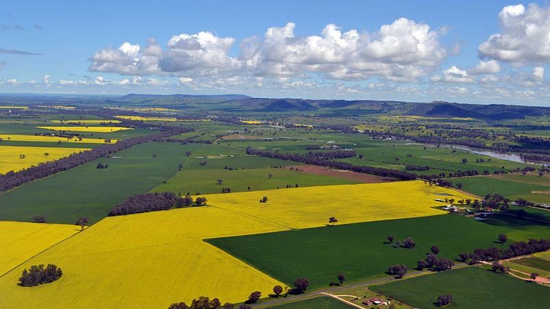 File:Canola Fields (Cowra).jpg