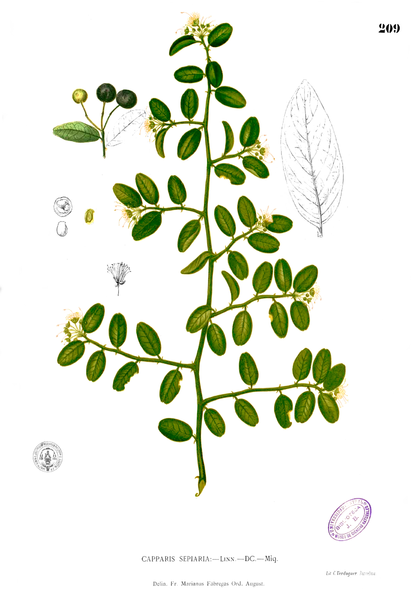 File:Capparis sepiaria Blanco1.209.png