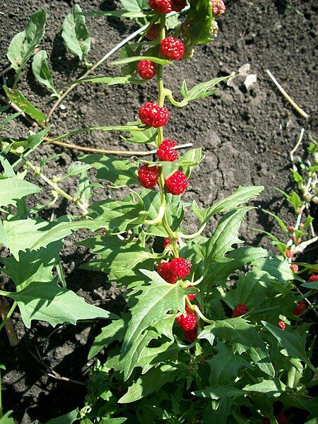 File:Chenopodium foliosum.JPG