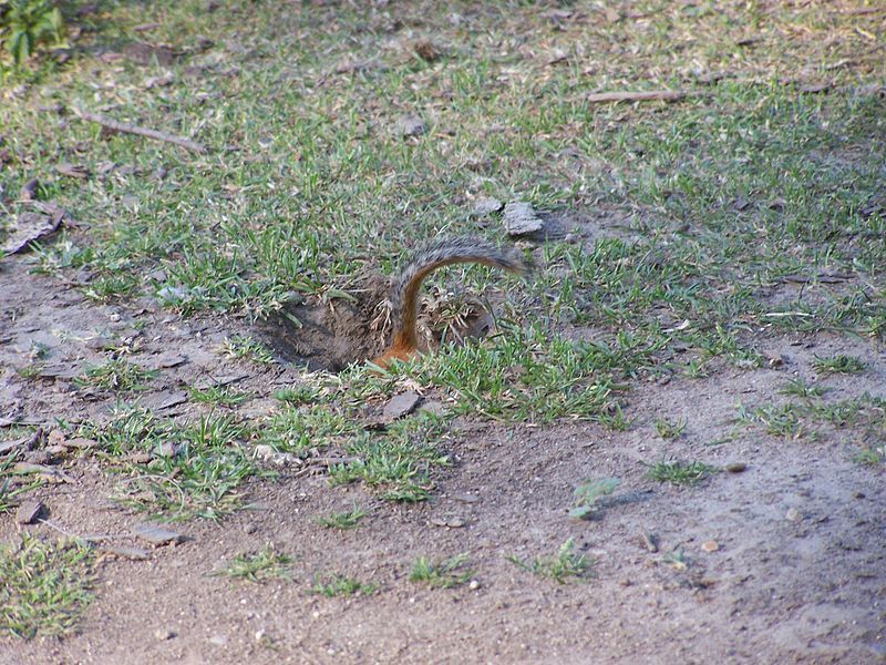 File:Chipmunk burrow (enters).jpg