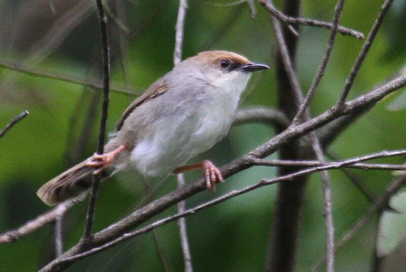 File:Chubb's Cisticola.jpg