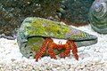 A red-and-yellow striped hermit crab leans out of a cone shell.