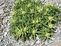 Cirsium spinosissimum