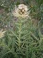 Cirsium spinosissimum