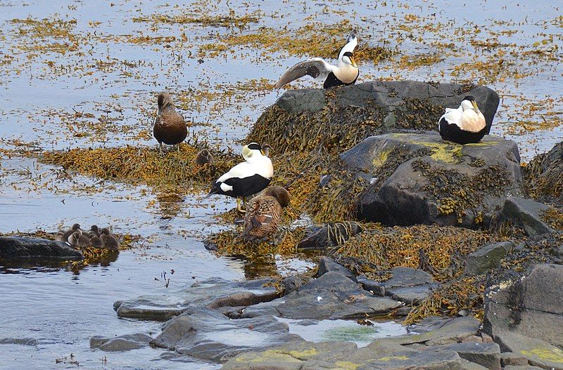 File:Common eider (Iceland).jpg