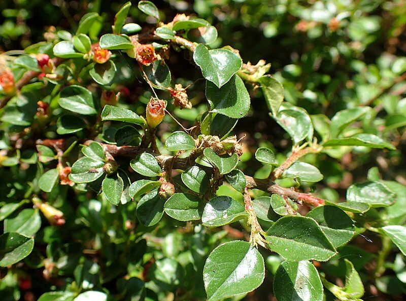 File:Cotoneaster cochleatus kz1.JPG