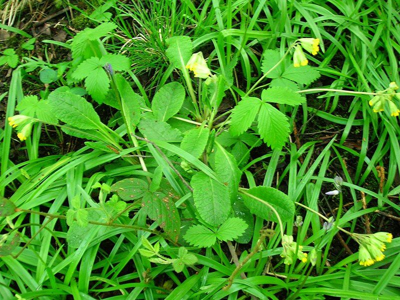 File:Cowslips Eglinton.JPG