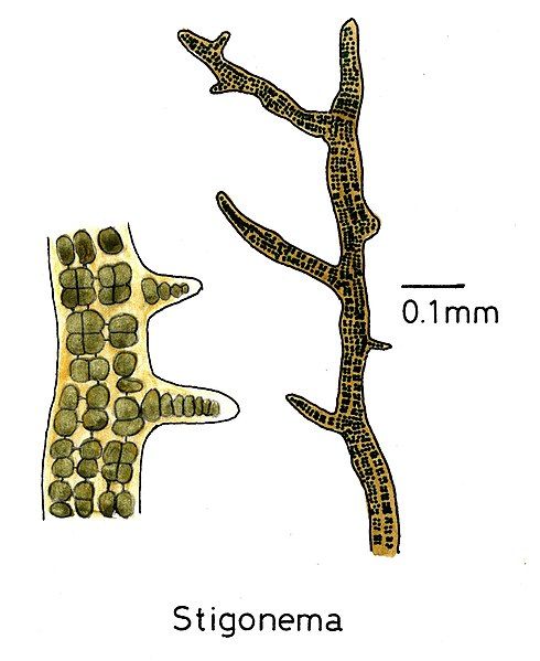 File:Cyanobacteriabranchedforms026 Stigonema.jpg