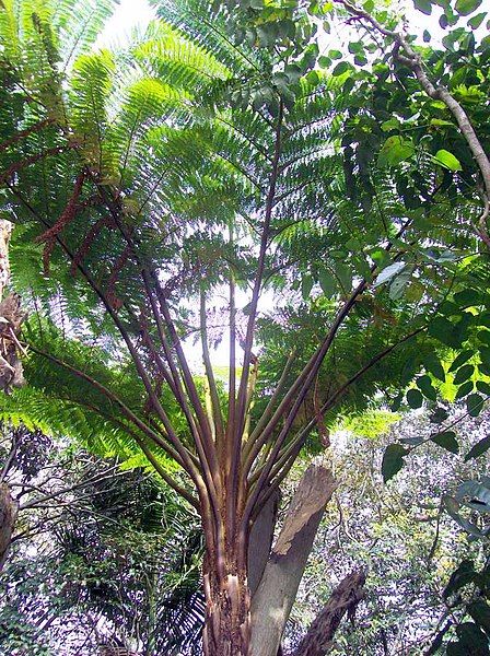 File:Cyathea RGBS.jpg