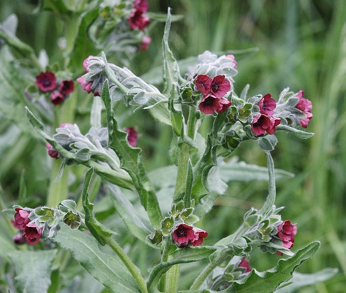 File:Cynoglossum officinale 190506a.jpg