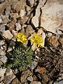 Draba hoppeana