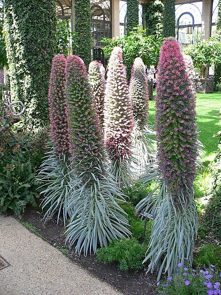 File:Echium wildpretii 1.jpg