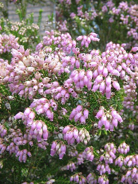 File:Erica terminalis close-up.jpg