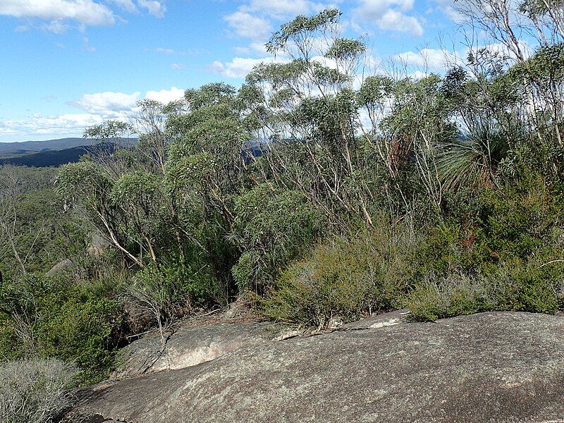 File:Eucalyptus codonocarpa habit.jpg