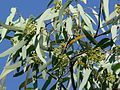 Eucalyptus microtheca