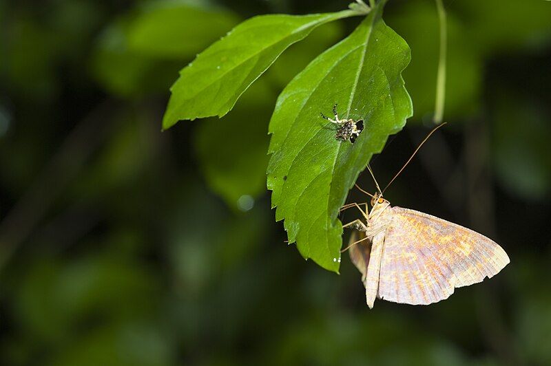 File:Eumelea ludovicata (27254800696).jpg