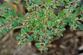 Thyme-leaf Spurge in my garden