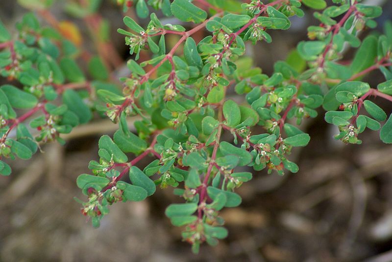 File:Euphorbia serpyllifolia1.jpg