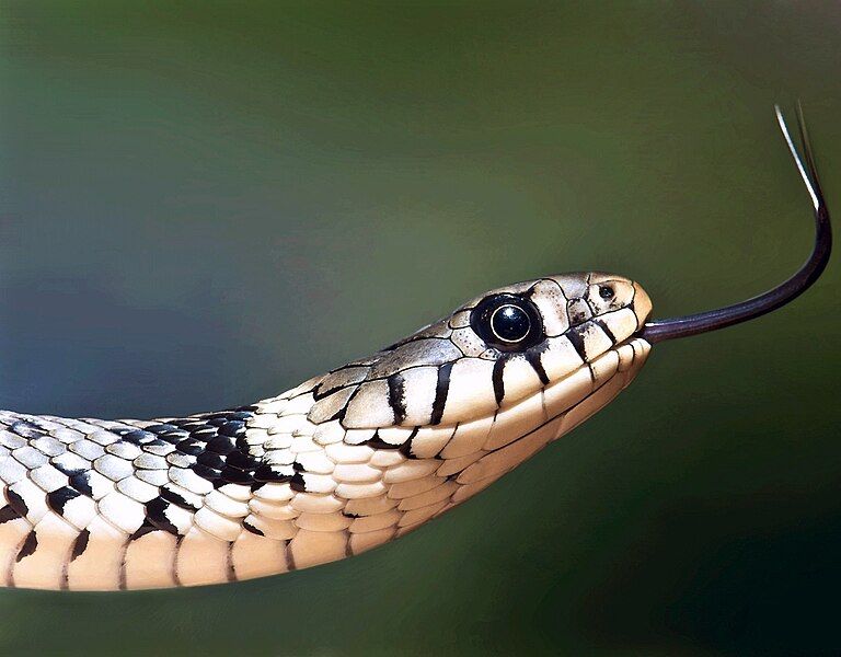 File:Europeangrasssnake.jpg