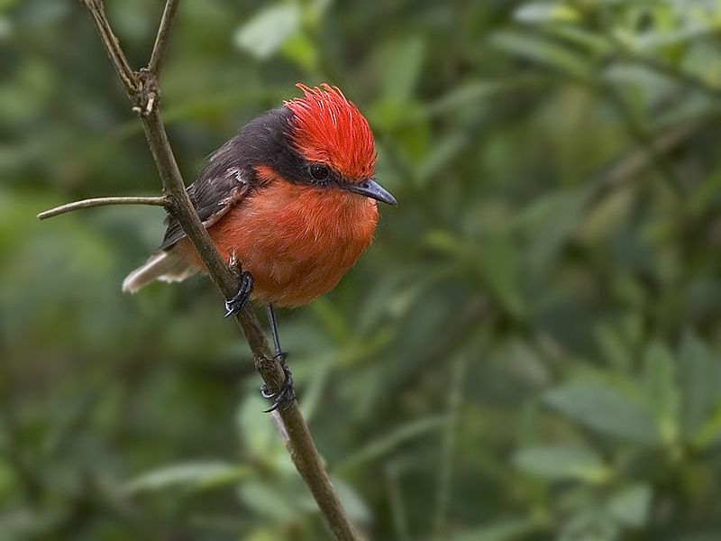 File:Flycatcher1.jpg