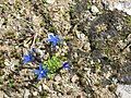 Gentiana brachyphylla