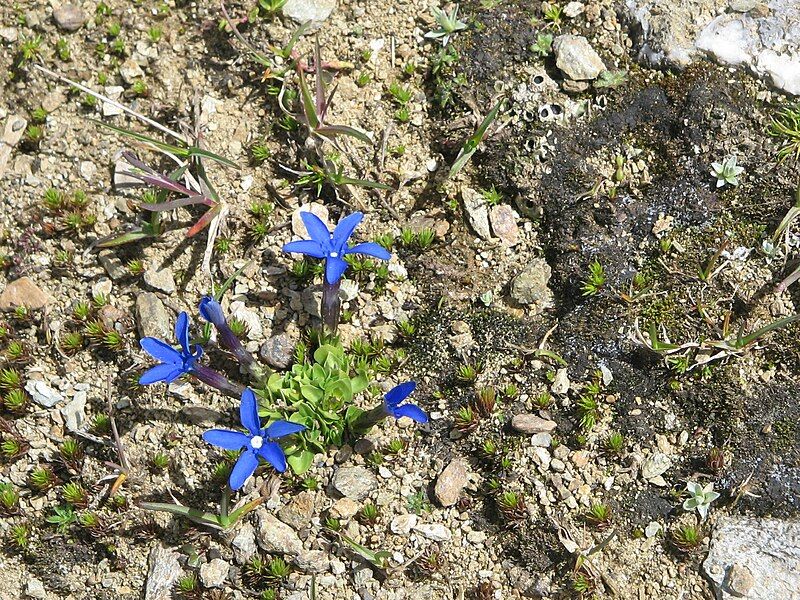 File:Gentiana brachyphylla02.jpg