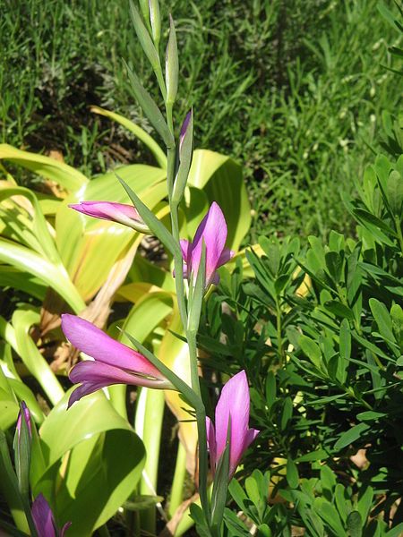 File:Gladiolus italicus03.jpg