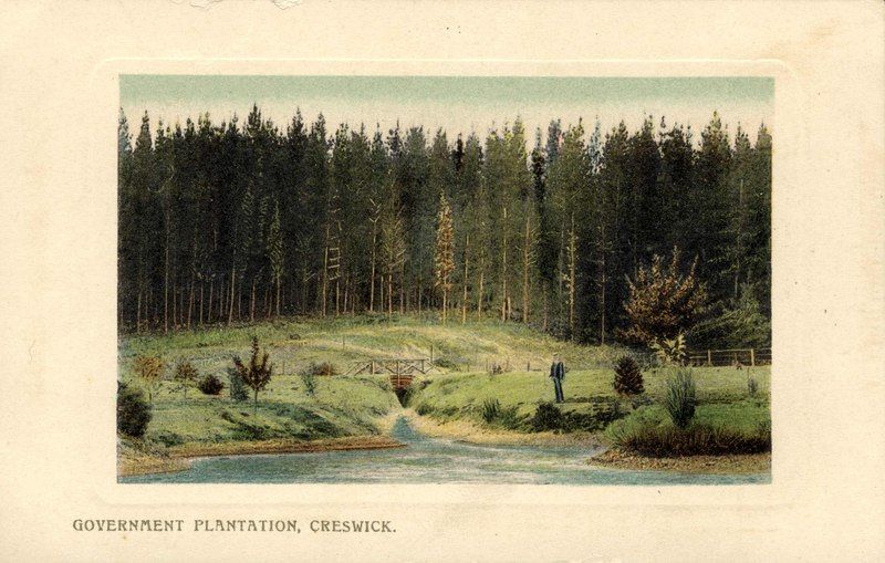 File:Government Plantation Creswick.tif