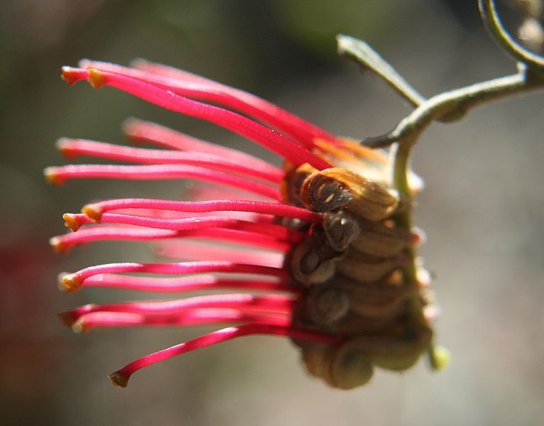 File:Grevillea aquifolium.jpg