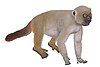 A life restoration of Hadropithecus stenognathus