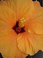 Hibiscus cultivar close-up