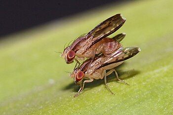 Homoneura sp. flies