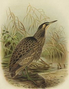 Keulemans lithograph of standing Australasian bittern