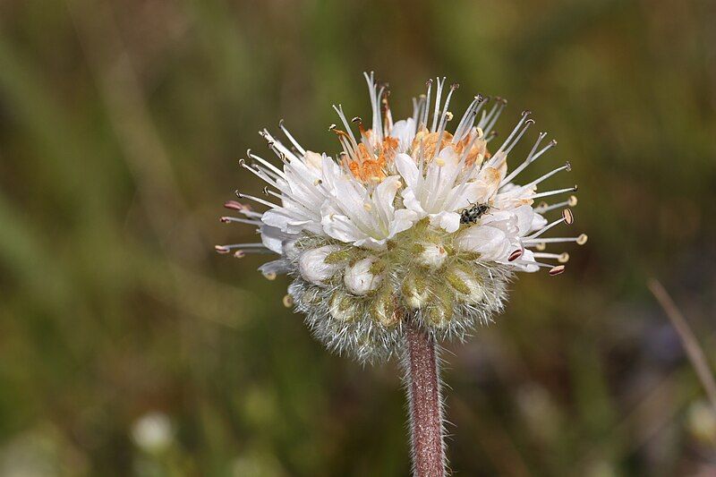 File:Hydrophyllum capitatum 3232.JPG