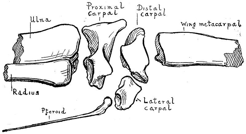 File:Istiodactylus wrist.jpg