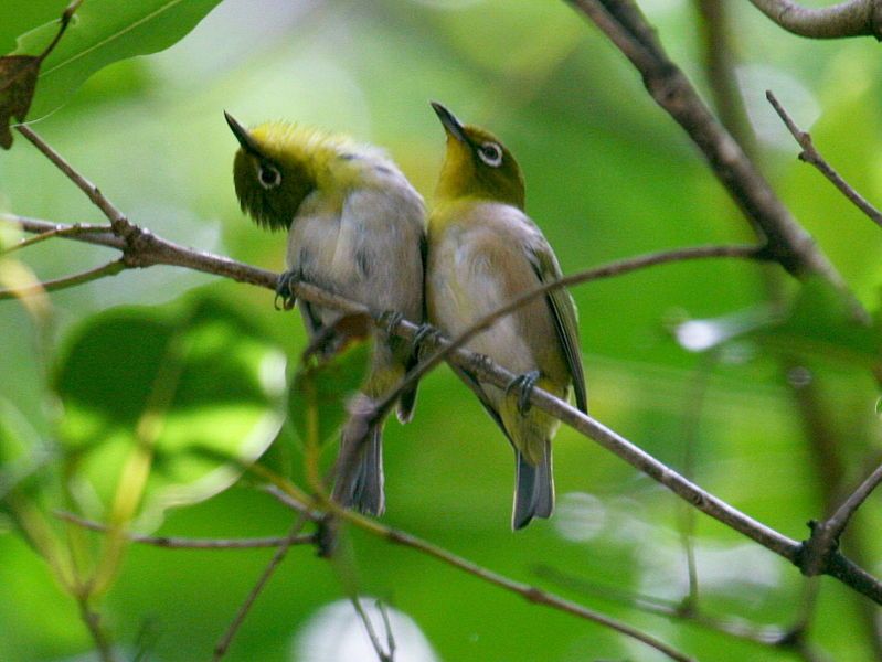 File:Japanese White-eye RWD1.jpg