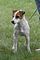 Jack Russell Terrier